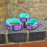 TrinketyPaws™ | BioThane® wasserdichtes zweifarbiges SIGHTHOUND Halsband® | Sea Foam & Amethyst mit rainbow Beschlägen