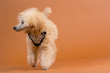 PAIKKA | Hundegeschirr | REFLEKTIEREND | 2.0