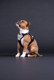 PAIKKA | Hundegeschirr | REFLEKTIEREND | 2.0