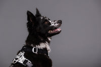 PAIKKA | Hundegeschirr | REFLEKTIEREND | 2.0