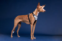 PAIKKA | Hundegeschirr | REFLEKTIEREND | 2.0