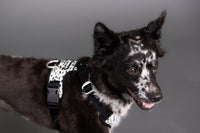 PAIKKA | Hundegeschirr | REFLEKTIEREND | 2.0