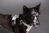 PAIKKA | Hundegeschirr | REFLEKTIEREND | 2.0