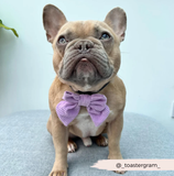 CocoPupLondon | Sailor Bow Tie | Fliege | Flieder Cord