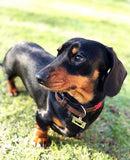 ID Tag | Namens- & Erkennungsmarke | Anhänger | Dackel/Dachshund