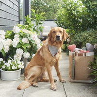 Sweet William Design | TWEED DOG BONE | ORANGE