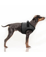 *SALE* Milk&Pepper | Step In Geschirr | Musher Anthracite