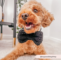 CocoPup London | Bow Tie | Fliege | Teddy Baloo