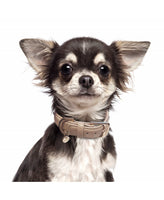 *SALE* Milk&Pepper | Halsband | Buckingham Taupe