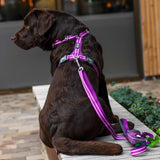 D.O.G. Copenhagen | Comfort Walk Air™ Geschirr | Harness | Verschiedene Farben