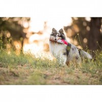 P.L.A.Y. | Doggy Dagger